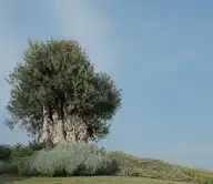 215469
