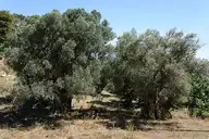 215473