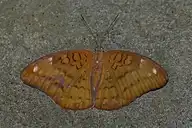 216517
