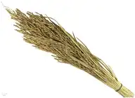 217379