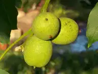 217381