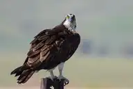 217608