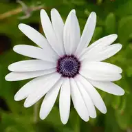 217918