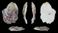 218051