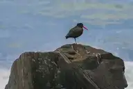 218056