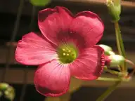 218816