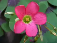 218817