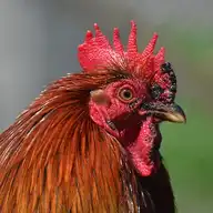 225181