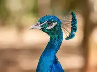 225317