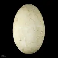 225855