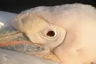 225867