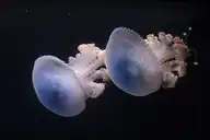 228452