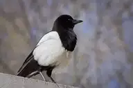 228668