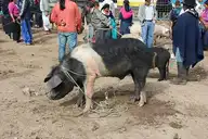 229015