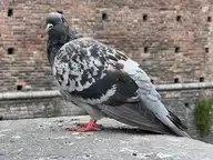 229026