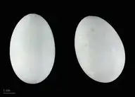 231855