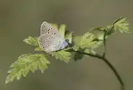 233625