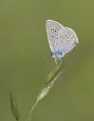 233627