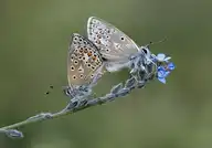233645