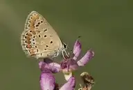 233654