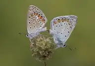 233666