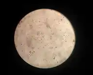 233898