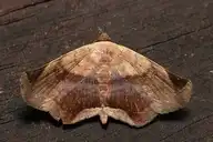 238521