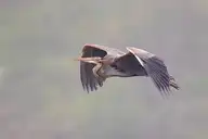 239801