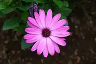 239814
