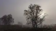 239913