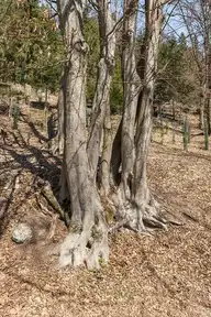 243684