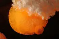 24513
