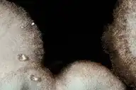 24514