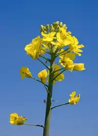 245624