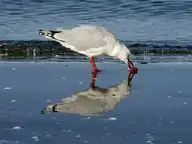 246416