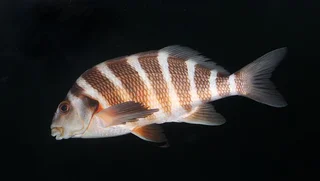 small