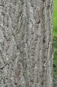 246555