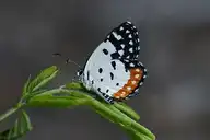 246560