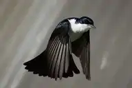 248303