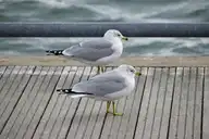 249603