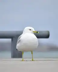 249622