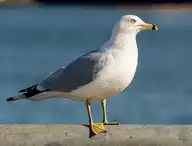 249631
