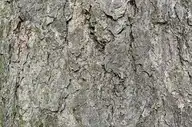 250042