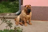 250806