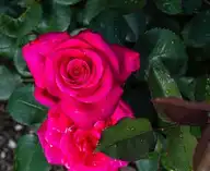 251595