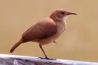 253585