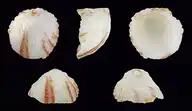 255502