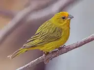 255733