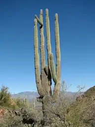 255817
