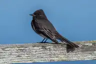 262652